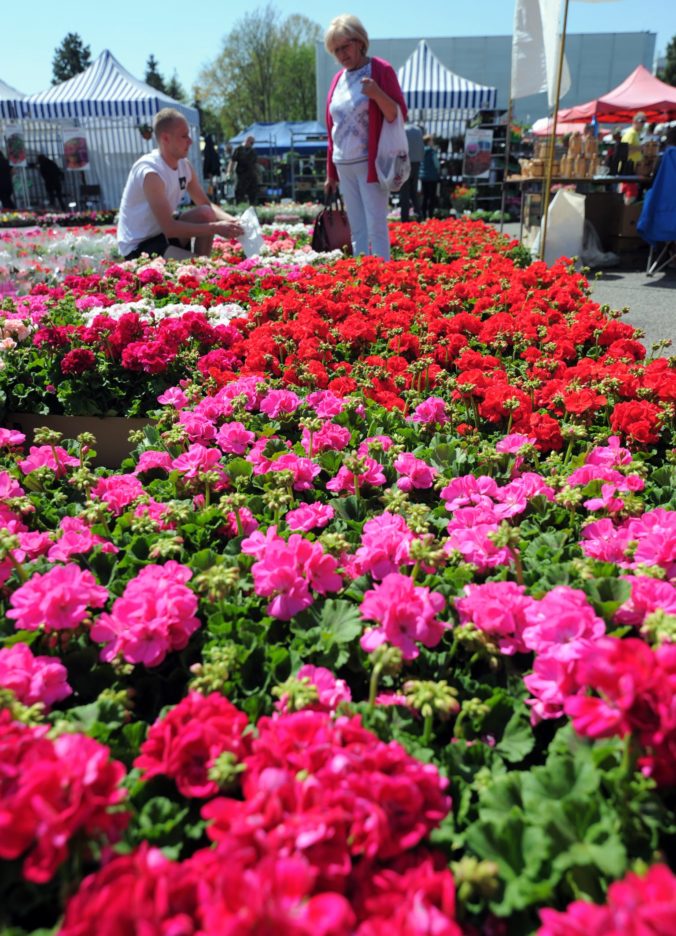 VÝSTAVA: Gardenia 2019