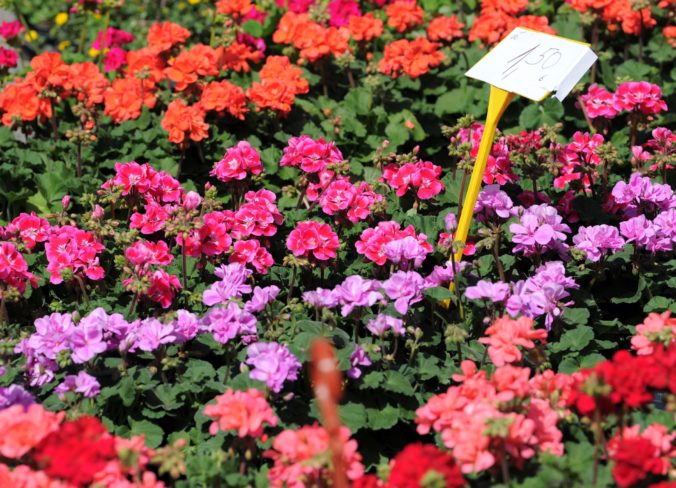 VÝSTAVA: Gardenia 2019