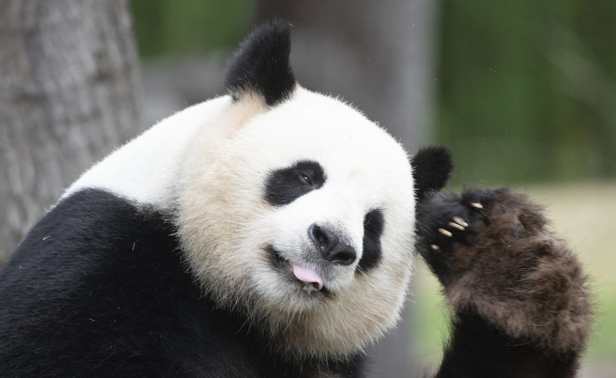 Panda veľká