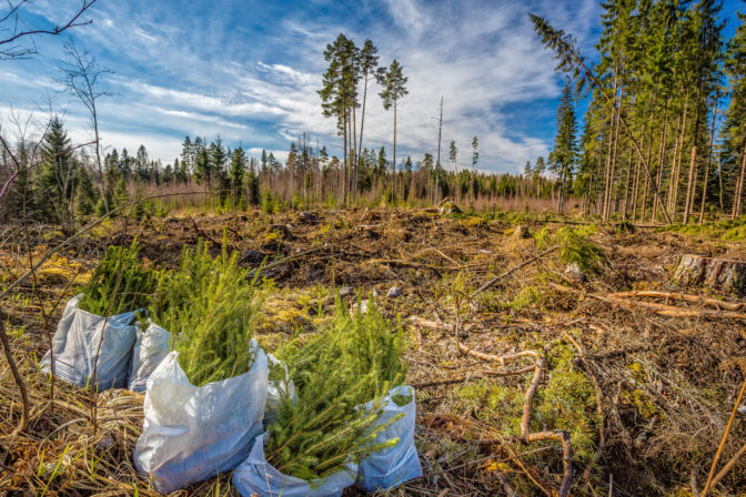 Spruce Forest Planting