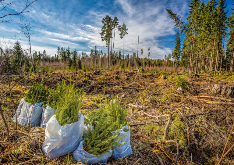 Spruce Forest Planting