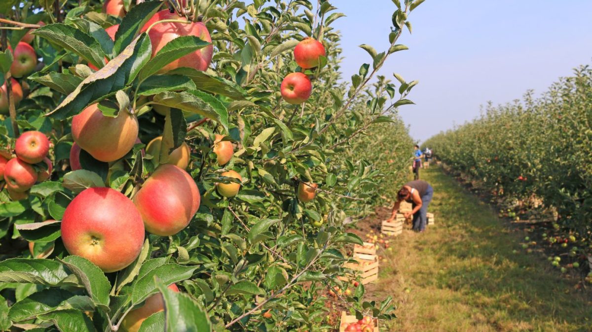 farmári, sezónni robotníci