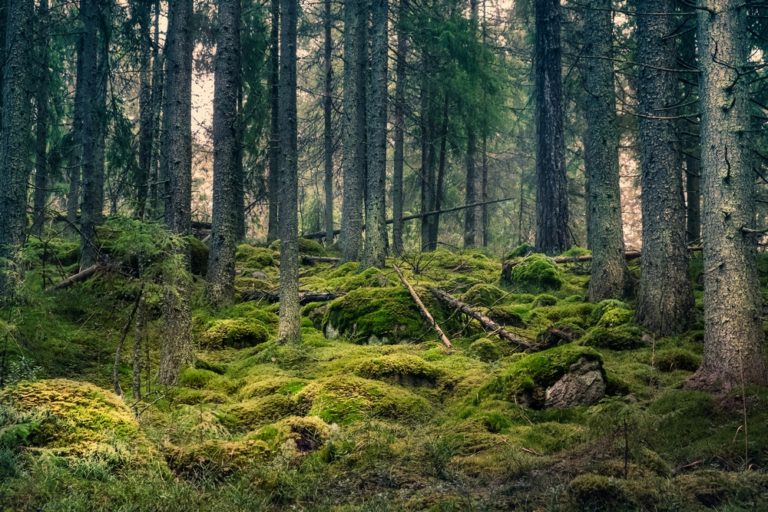 Old primeval forest with nice lights and shadows