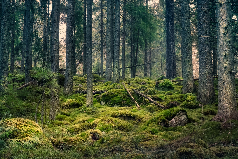 Old primeval forest with nice lights and shadows