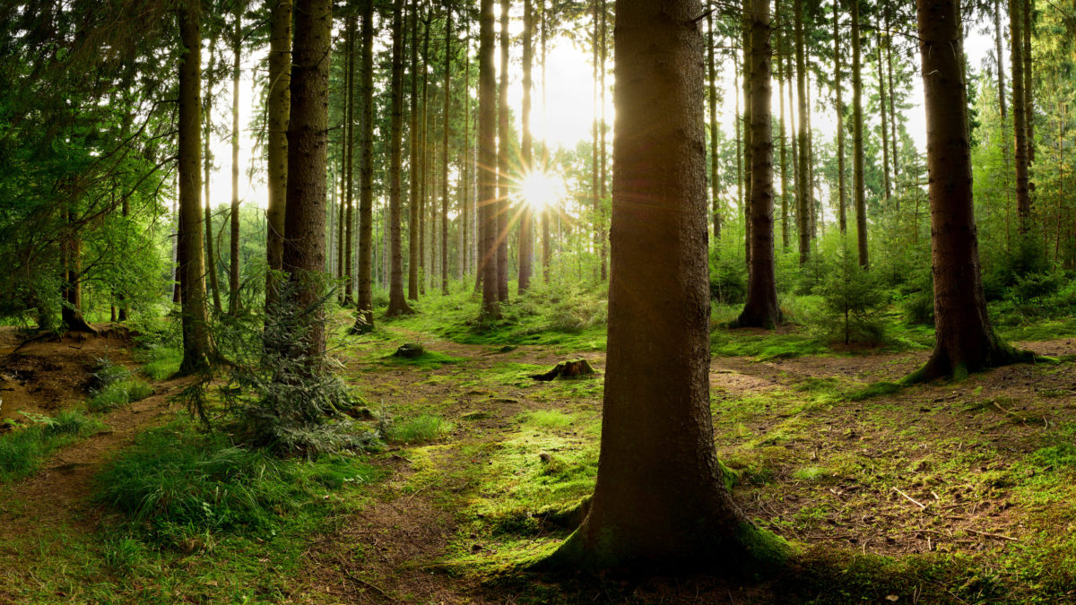 Sunrise in the forest