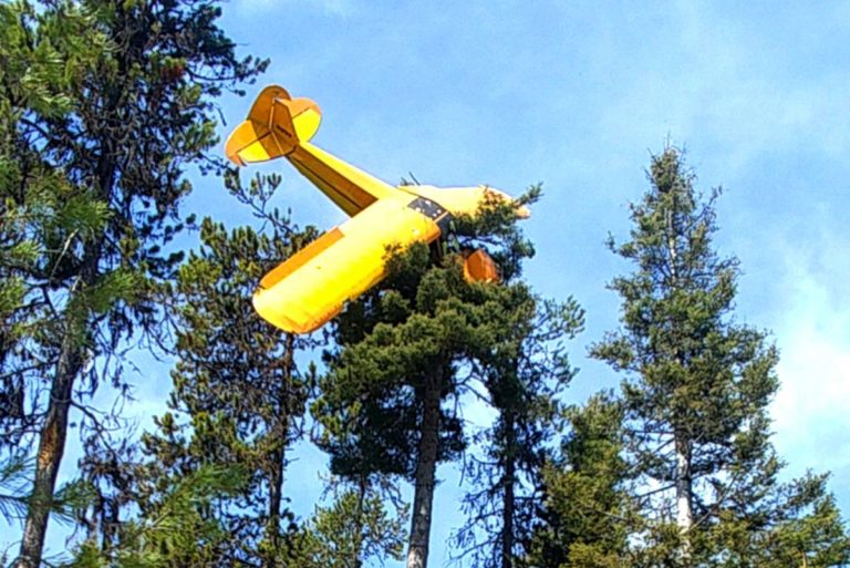 Plane In Tree