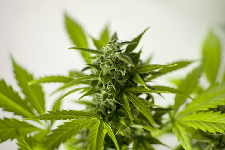 Marihuana