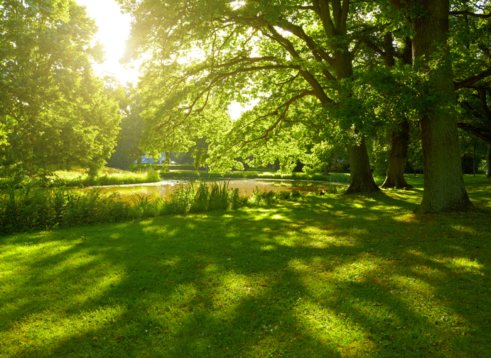park, jazero