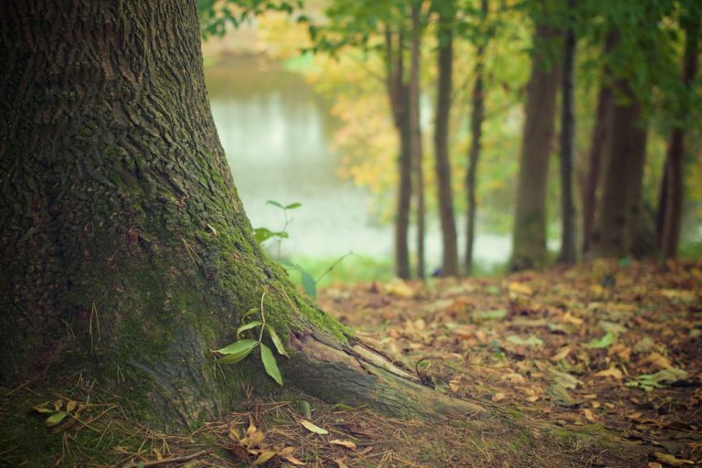 Tree trunk 569275_1280.jpg
