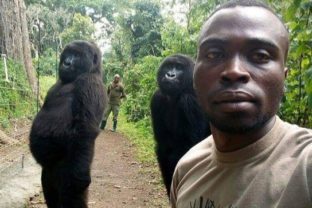 Virunga National Park, gorily