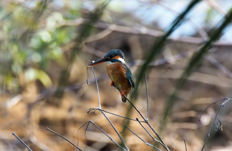 Wild 4033716_1920.jpg