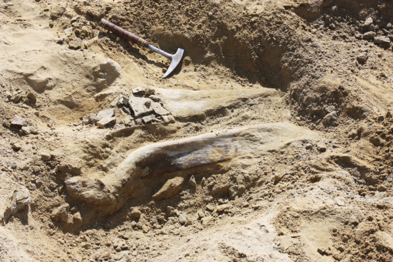 kosti, dinosaurus