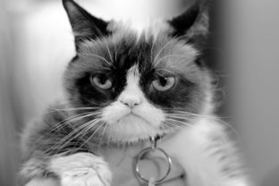 Grumpy Cat