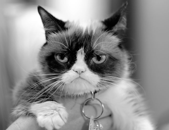 Grumpy Cat