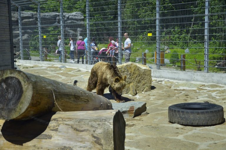 medveď, ZOO, Spišská Nová Ves