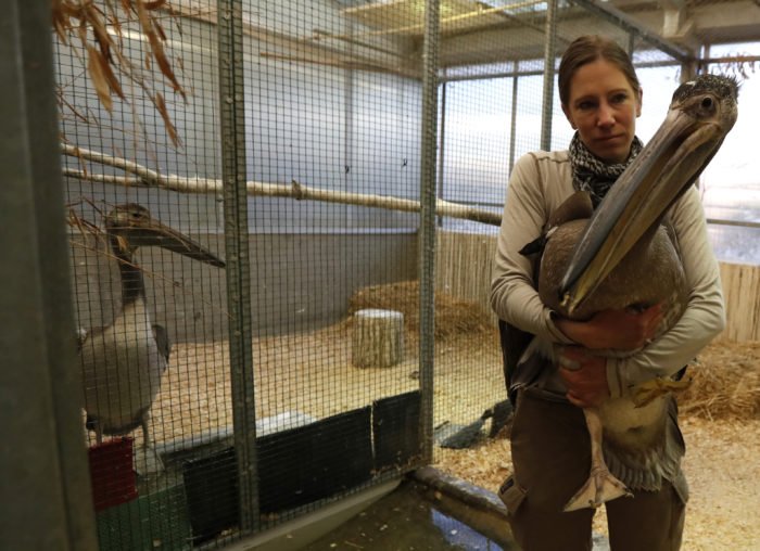 pelikán, zoo