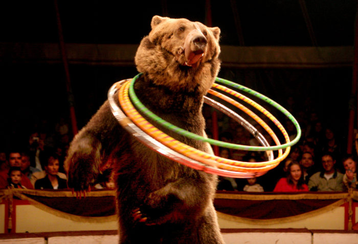 medveď, cirkus