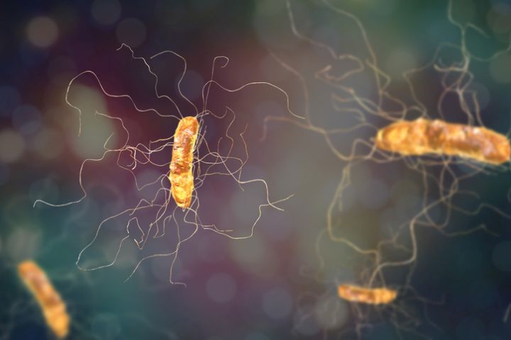 Clostridium difficile