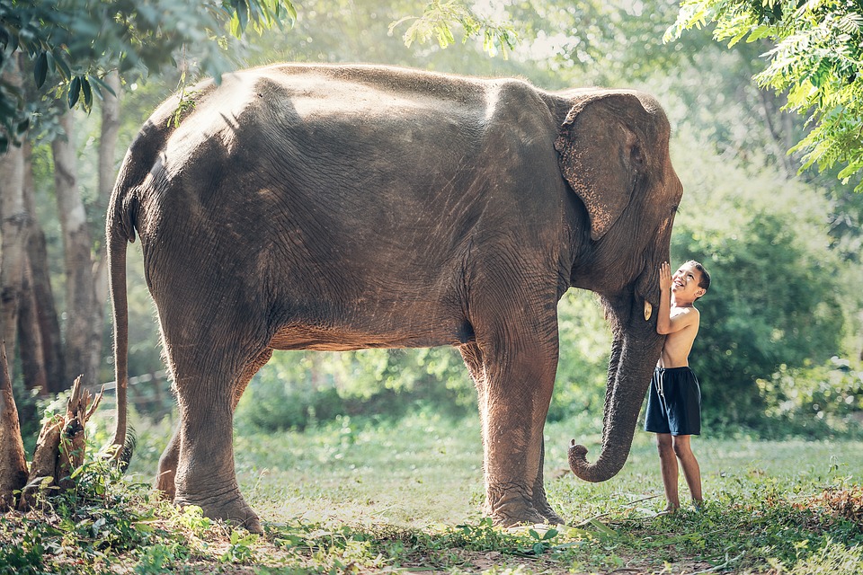 Elephant 1822492_960_720