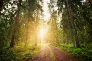 Lahemaa national park forest panorama