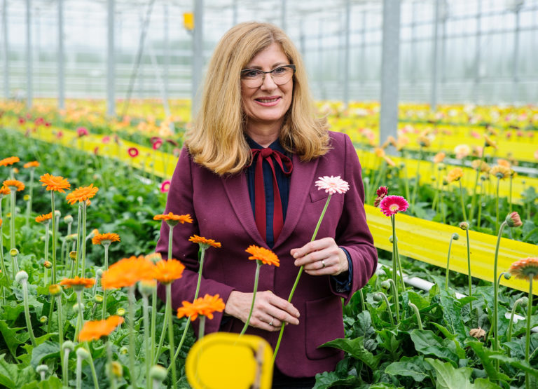 Pestovanie gerbier, Gabriela Matečná