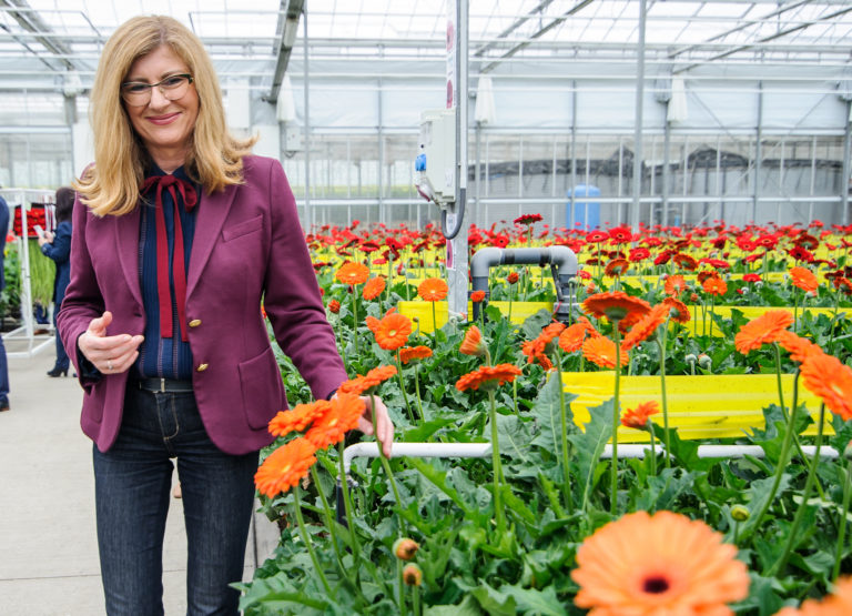 Pestovanie gerbier, Gabriela Matečná