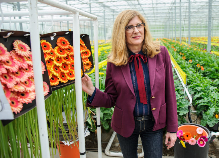 Pestovanie gerbier, Gabriela Matečná