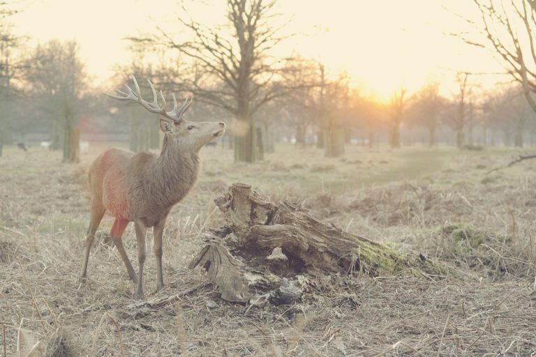 Stag 768568_1920.jpg