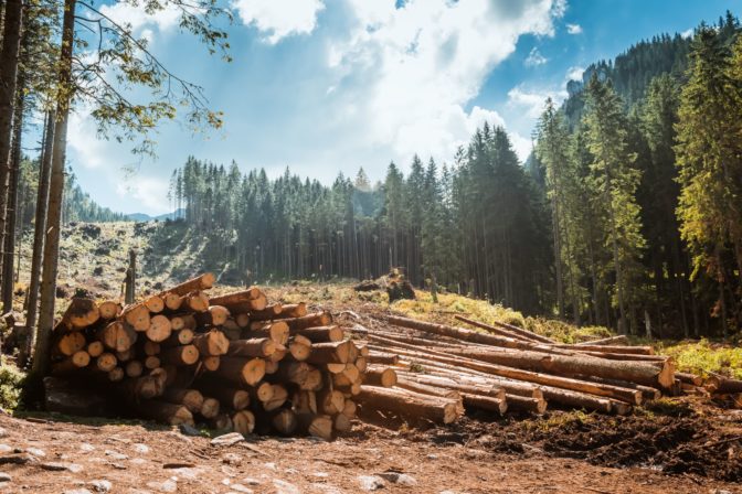 strom, les, výrub