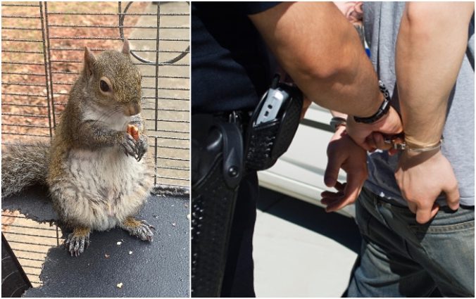 Veverička, zatknutie