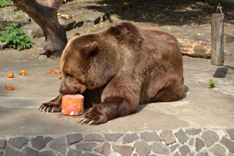 Horúčavy, medveď, zoo