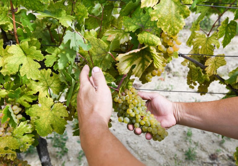vino, vinohrad, hrozno