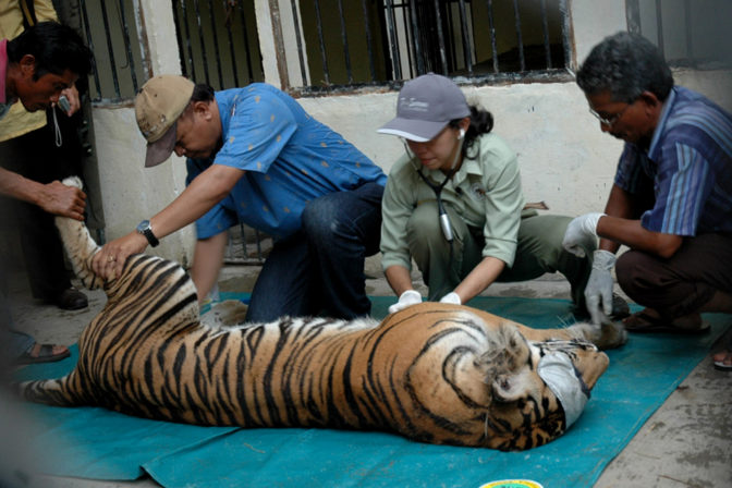 Indonesia Sumatran Tiger
