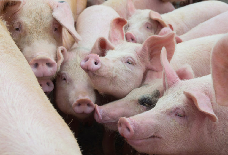 Group of pigs in farm yard. Livestock breeding.