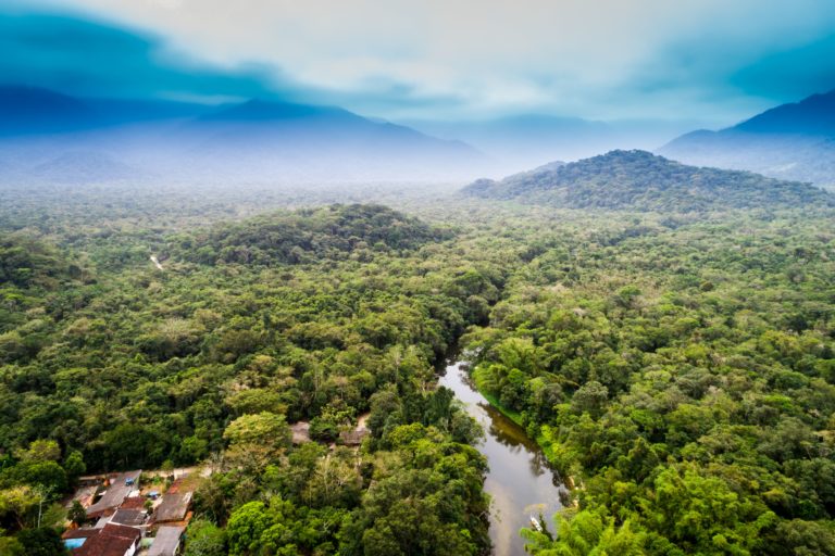 Amazon forest
