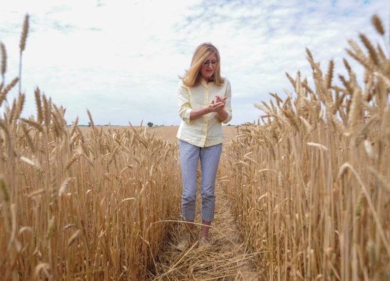 Gabriela Matečná, žatva