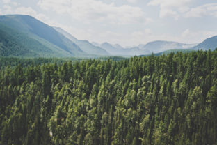 Landscape with forest mountains.