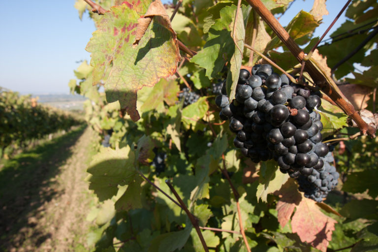 vino, vinohrad, hrozno