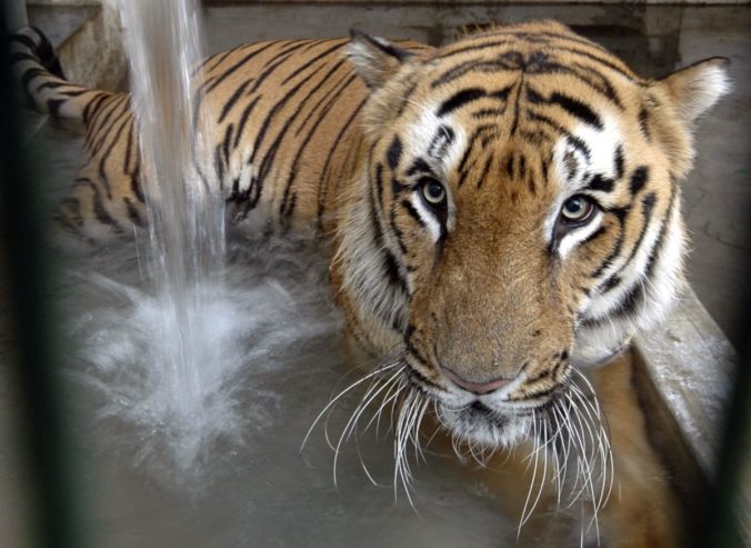 tiger, India