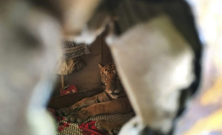Tiger