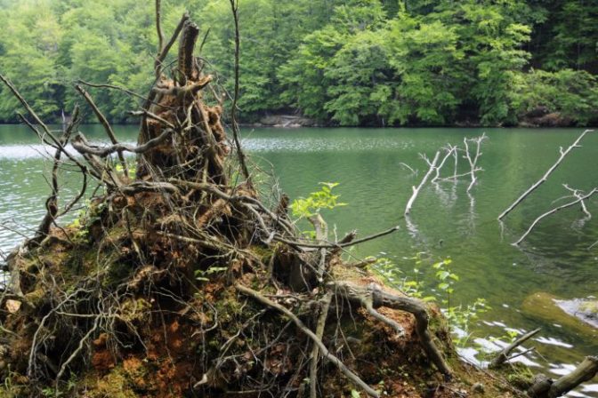 Karpatské bukové pralesy