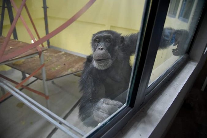 šimpanz Koko, ZOO, Skopje