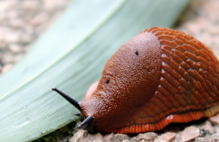 Slimák španielsky (Arion vulgaris)