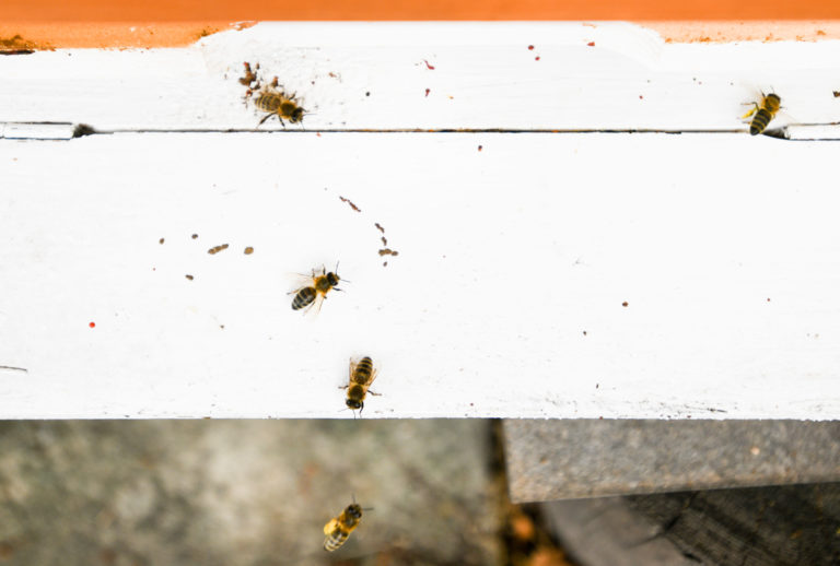 Oslava 100. výročia založenia prvej oficiálnej včelárskej organizácie na Slovensku