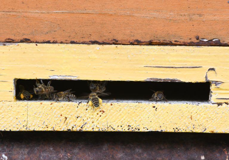 Oslava 100. výročia založenia prvej oficiálnej včelárskej organizácie na Slovensku