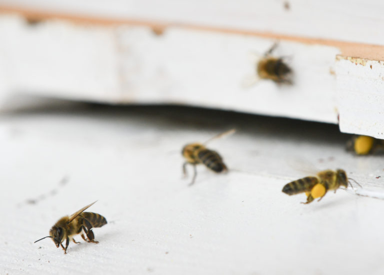 Oslava 100. výročia založenia prvej oficiálnej včelárskej organizácie na Slovensku