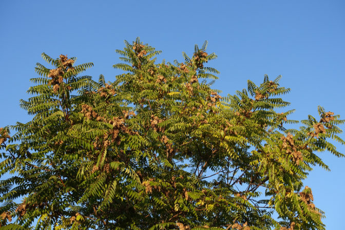 Pajaseň žliazkatý