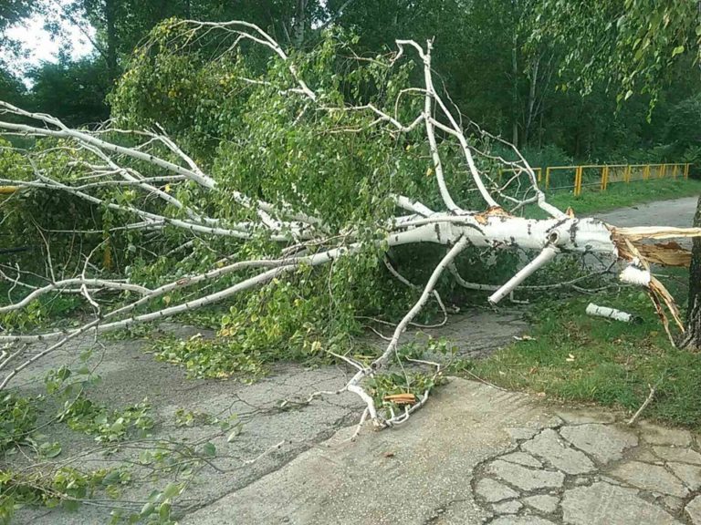 búrka, spadnutý strom