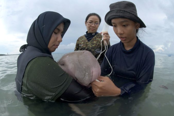 dugong morský, Thajsko