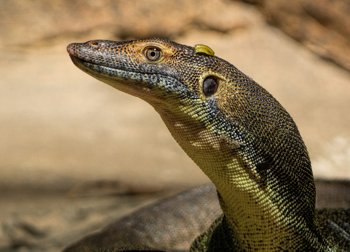 goanna, varan, jašter